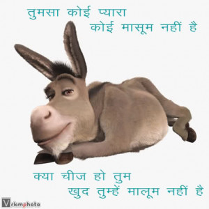 Funny Donkey Jokes