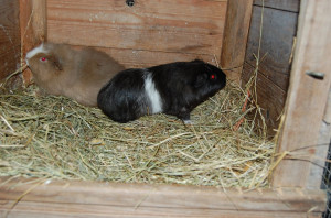 Two Female Baby Guinea Pigs.bonded Best Friends.
