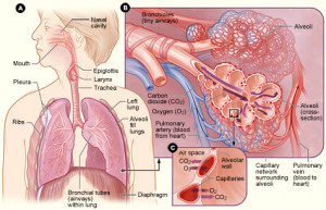 Figure A shows the location of the respiratory structures in the body ...