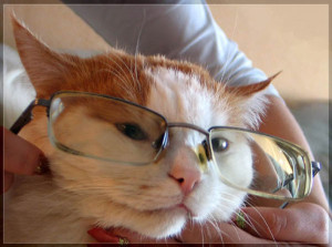 Funny Cat Wearing Reading Glasses Cats Story Mad