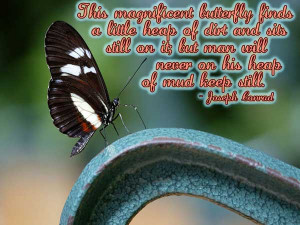 Popular Butterfly Quotes and Sayings
