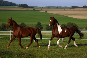 American Saddlebred...