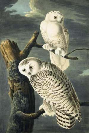 James Audubon, Birds Art, Picture-Black Posters, Posters Prints, John ...