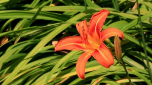 orange tiger lily outdoors hd 1920x1080 hd stock video clip
