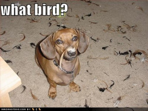 funny dog. Category Funny dog pictures