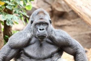 http://70sbig.com/wp-content/uploads/2012/08/gorilla.jpg