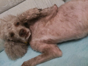 ... poodle in the film Titanic draw me like one of your French girls pose