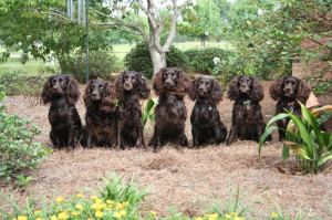 ... Boykin Spaniels, Lbd S Little, Boykins Clemson Lowcountry, States Dogs