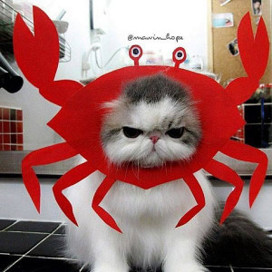 Grumpy cat, meet crabby cat. =^.^=
