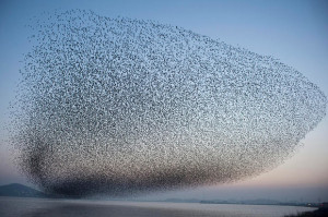 massive flock of birds fly over Geumgang Lake in Gunsan, South Korea