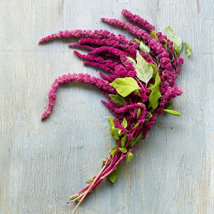 Love Lies Bleeding Bouquet Love lies bleeding bouquet