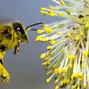Bee-Pollen-Facebook-Cover.jpg