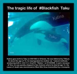 Twitter / jeffrey_ventre: Taku was a great young #Blackfish ...