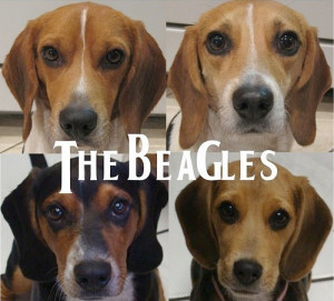 Funny photos funny beagles dogs The Beatles