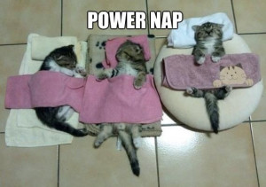 Power Cat Nap