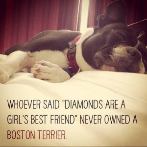 Boston Terriers are a Girl’s Best Friend