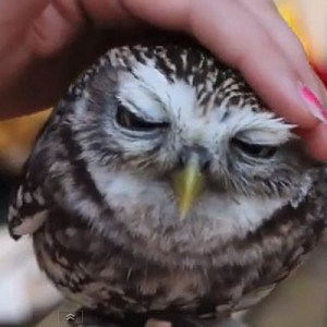 Cutest Baby Animal Viral Videos
