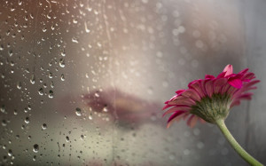drops flower glass rain bokeh wallpaper background