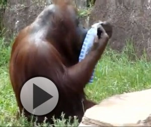 funny-orangutan