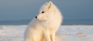 Arctic Fox Looking Into The...