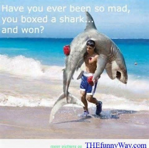 ... You Ever Been So Mad, You Boxed A Shark And Won… ~ Boxing Quotes