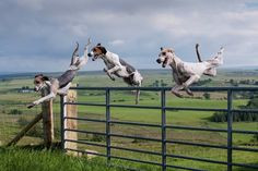 treeing walker coonhounds.