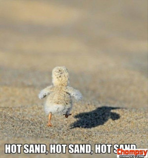 baby duck on hot sand