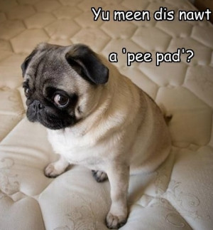 Funny Pug Dog Meme Pun Lol