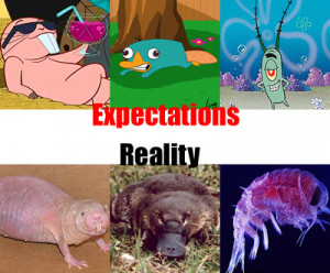 ... , expectations, kim possible, lol, perry, plankton, reality, rufus