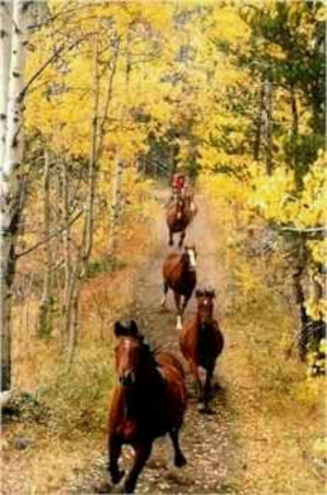 Fall trail horses