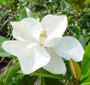 Picture Magnolia Flower on Magnolia Flower Jpg