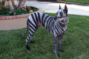 Moondoggie loves this creative Great Dane/ Zebra costume!! twopoint0h ...