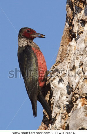 ... perched on a Ponderosa Pine tree with food in his mouth - stock photo