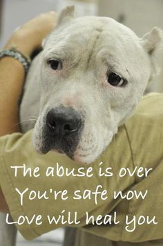 Pit Bulls That Need Our Help!! Loveable, Beautiful Dogs in This ...