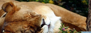 lioness-sleeping-facebook-cover-timeline-banner-for-fb.jpg