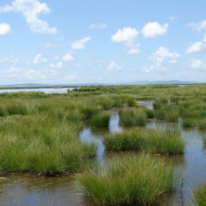 Temperate Grassland Food Chain