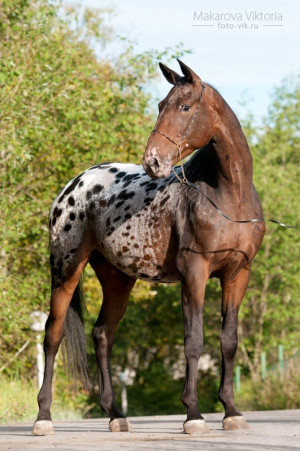 Found on fortheloveofpawple.tumblr.com