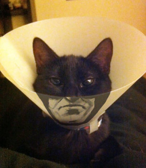 This is how you make the best out of your conehead pets situation.