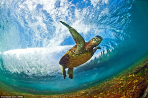 ... wave in the shallow waters off of the North Shore, Oahu, Hawaii