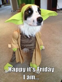 Happy it's Friday he is... #Friday #Funny #Dogs #Yoda #StarWars More