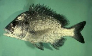 The Pikey bream (Acanthopagrus berda) is the common bream of Nth Qld
