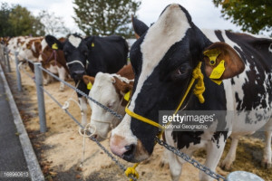 herd of cows tied up in a row caption switzerland october 04 a herd ...