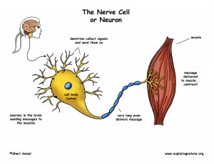 Neuron Diagram Katie Dektar