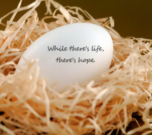 Hopeful Quotes About Life Lesson: Hopeful Life Quote On Egg Cover Cute ...