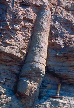 Fish eating other fish buried.