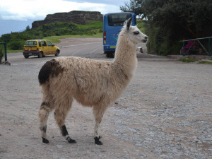 need to crop the llama and Mario out and, put Mario on the llama ...