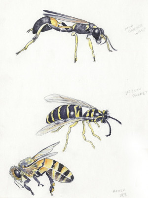 Bees vs Wasps Identification