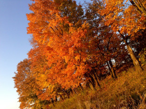 Autumn Quotes: 20 Inspirational Sayings About Fall + Photos