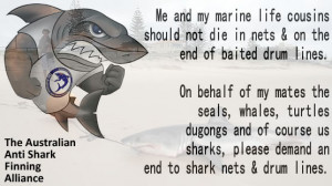 End shark netting & baited drum lines in Queensland & New South Wales