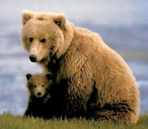 Mama-and-baby-bear.jpg